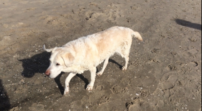 SFO Hundeosteopathie